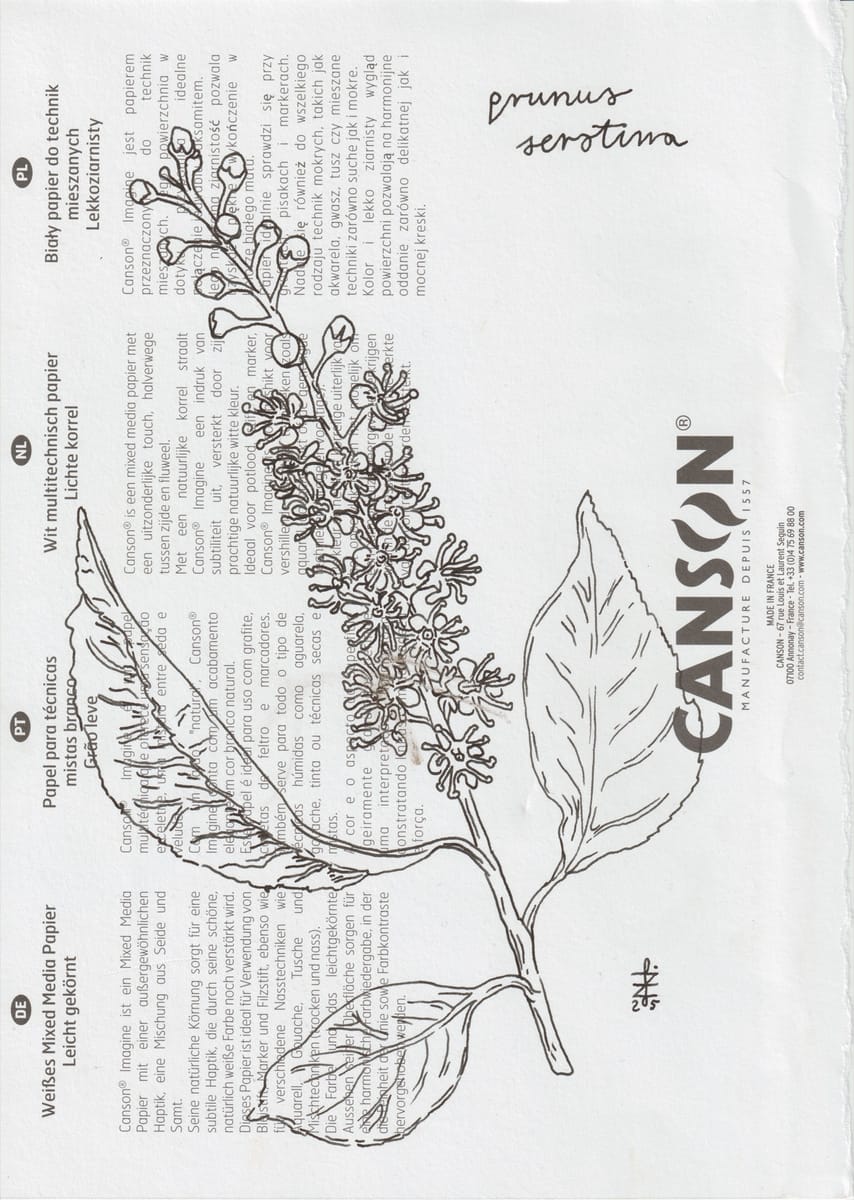 plant-prunus-serotina-2025